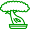 bonsai