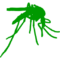 mosquito