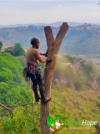 Abbattimento albero a Roma con Tree Climbing