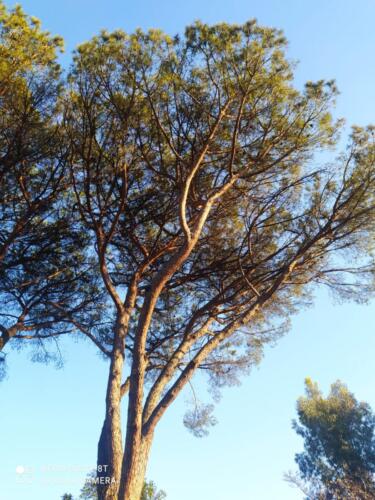 IMG-20210411-WA0026